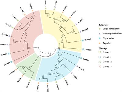 Role of TIR1/AFB family genes during grafting in Carya cathayensis